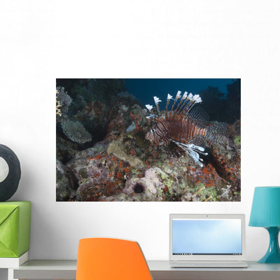 Large Common Lionfish Swimming Close-up Wall Decal shown on a wall