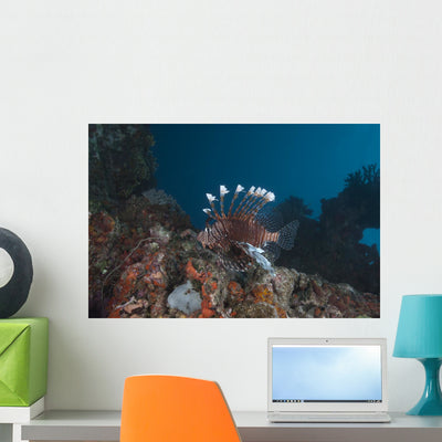 Large Common Lionfish Swimming Wall Decal shown on a wall
