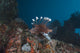 Large Common Lionfish Swimming Wall Decal