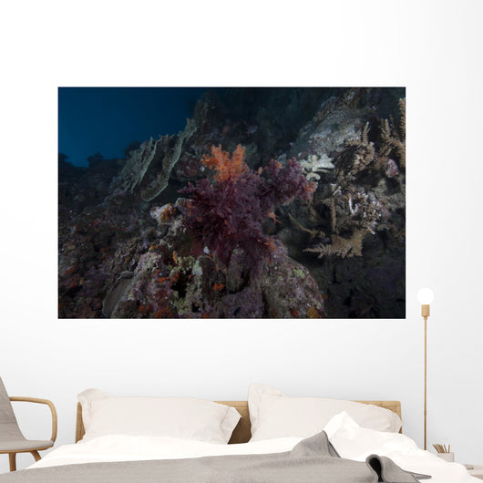 Soft Coral Healthy Fijian Wall Decal