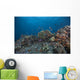 Schooling Anthias Fish Wide Side Wall Decal