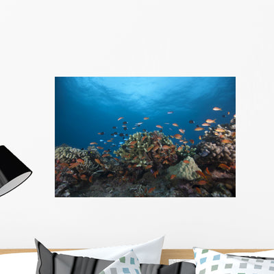 Schooling Anthias Fish Distant Side Wall Decal shown on a wall