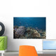 Schooling Anthias Fish Looking Down Wall Decal