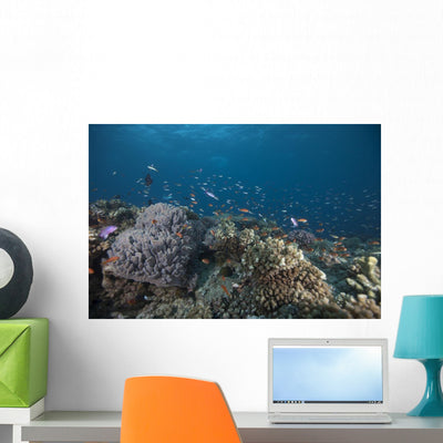 Schooling Anthias Fish Looking Down Wall Decal shown on a wall