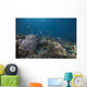 Schooling Anthias Fish Looking Down Wall Decal