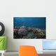 Schooling Anthias Fish Above Wall Decal