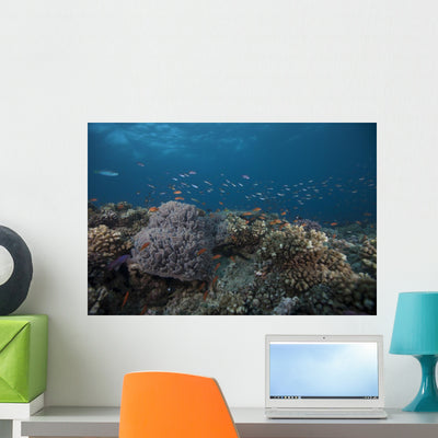 Schooling Anthias Fish Above Wall Decal shown on a wall