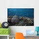 Schooling Anthias Fish Above Wall Decal