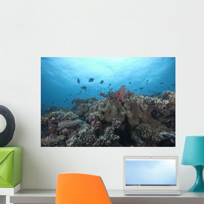 Schooling Anthias Fish and Wall Decal shown on a wall
