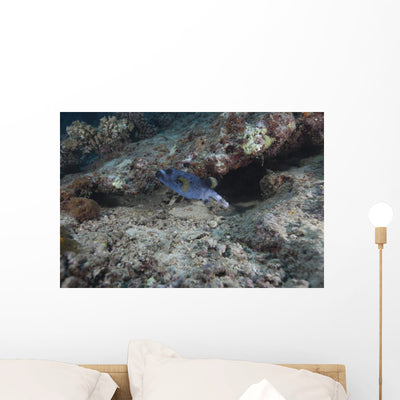 Blackspotted Puffer Fiji Wall Decal shown on a wall