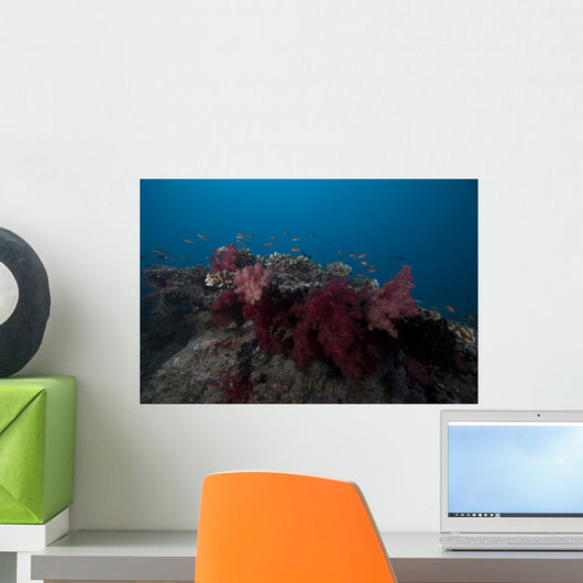 Soft Coral Fijian Reef Wall Decal