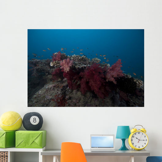 Soft Coral Fijian Reef Wall Decal
