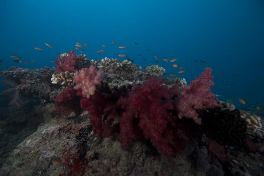 Soft Coral Fijian Reef Wall Decal