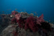 Soft Coral Fijian Reef Wall Decal