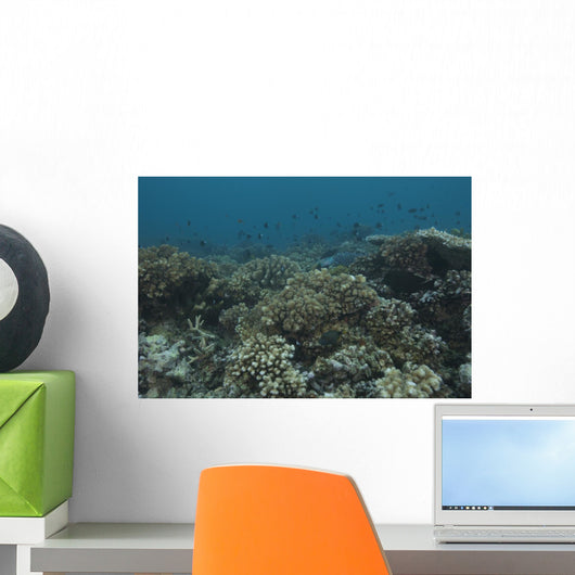 Healthy Corals Cover Reef Down Wall Decal