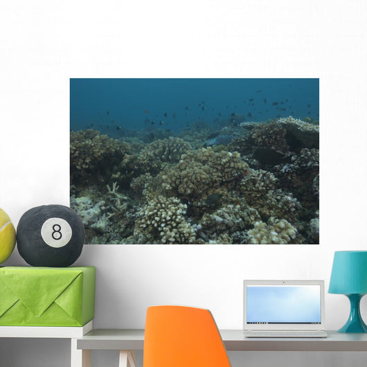 Healthy Corals Cover Reef Down Wall Decal