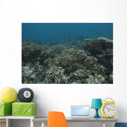 Healthy Corals Cover Reef Down Wall Decal