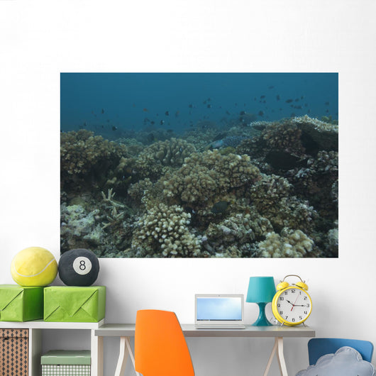 Healthy Corals Cover Reef Down Wall Decal