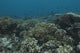 Healthy Corals Cover Reef Down Wall Decal