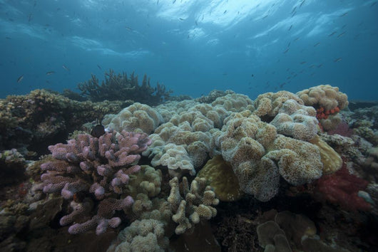 Healthy Corals Cover Reef Top Wall Decal