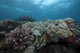 Healthy Corals Cover Reef Top Wall Decal
