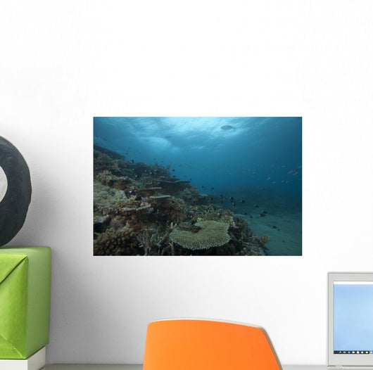Healthy Corals Cover Reef Distant Wall Decal