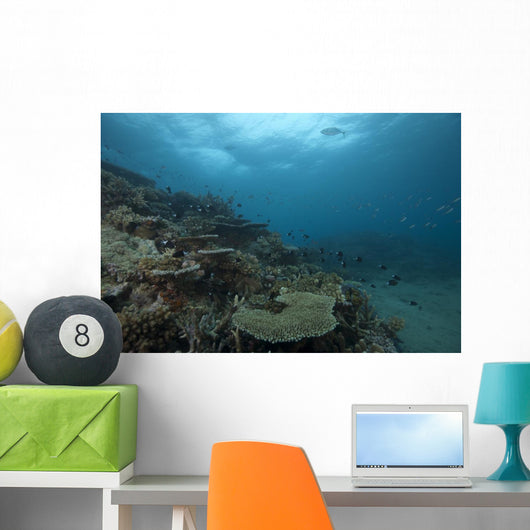 Healthy Corals Cover Reef Distant Wall Decal