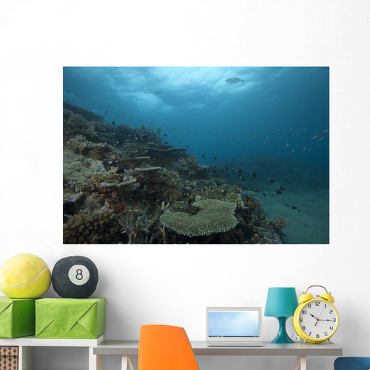 Healthy Corals Cover Reef Distant Wall Decal