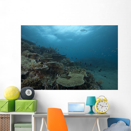 Healthy Corals Cover Reef Distant Wall Decal