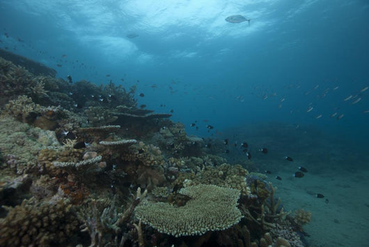 Healthy Corals Cover Reef Distant Wall Decal