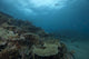 Healthy Corals Cover Reef Distant Wall Decal