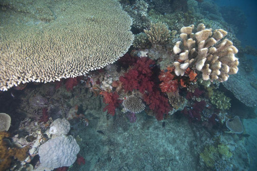 Healthy Corals Cover Reef Wall Decal