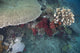 Healthy Corals Cover Reef Wall Decal
