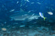 Large Bull Shark Bistro Small Fish Wall Decal