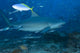Large Bull Shark Bistro Feeding Wall Decal