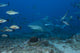 Large Bull Shark Bistro Ocean Floor Wall Decal