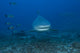 Large Bull Shark Bistro Head Wall Decal