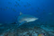 Large Bull Shark Bistro Front Right Wall Decal