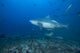 Large Bull Shark Bistro Turning Right Wall Decal