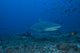 Large Bull Shark Bistro Right Profile Wall Decal