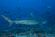 Large Bull Shark Bistro Mid-Right Wall Decal