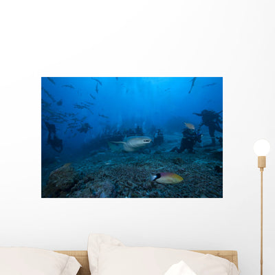 Large Tawny Nurse Shark with Divers Wall Decal shown on a wall