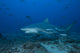 Large Bull Shark Bistro Front Left Wall Decal