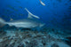 Large Bull Shark Bistro Back Right Wall Decal