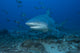 Large Bull Shark Bistro Profile Wall Decal