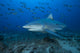 Large Bull Shark Bistro Left Profile Wall Decal