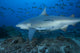 Large Bull Shark Bistro with School Wall Decal