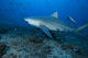 Large Bull Shark Bistro Left Wall Decal