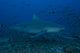 Large Bull Shark Bistro Right Wall Decal