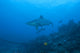 Silvertip Shark Bistro Dive Distant Wall Decal